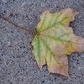 314-8884 Leaf.jpg